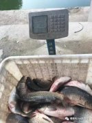 玩黑坑钓了一整天:偷驴+正钓108斤!