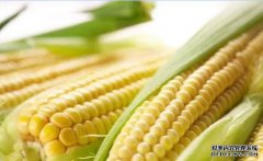 黑坑钓草鱼最好用的10种饵料排名