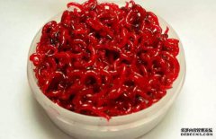 黑坑为什么不让用红虫?老司机这样说