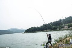 钓鱼的人喜欢野钓还是黑坑?