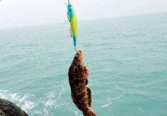 黑坑钓鲫鱼怎么调漂