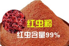钓黑坑,该如何用饵用窝料?